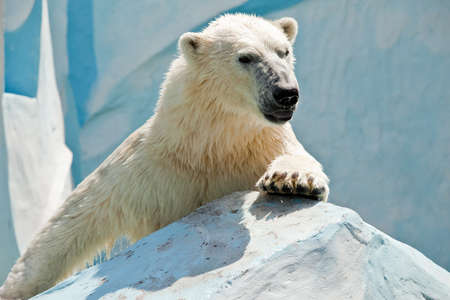 white bear climbing on stoneの写真素材