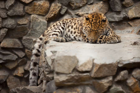 leopard sleeping on stonesの写真素材
