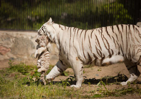 mother tiger carry tiger cub in mouthの写真素材
