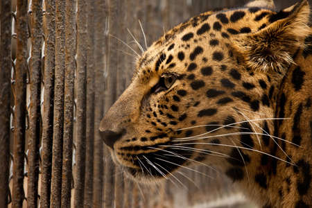 leopard looking on iron fence closeupの写真素材