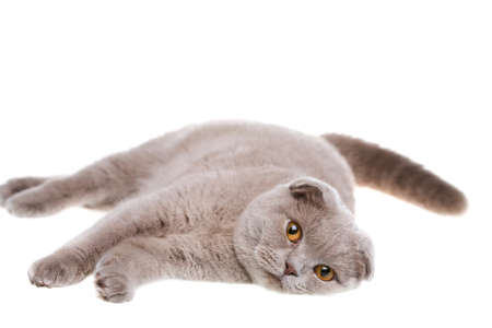 scottish fold lie on white isolatedの写真素材