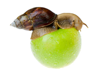 snail crawl on green wet appleの写真素材