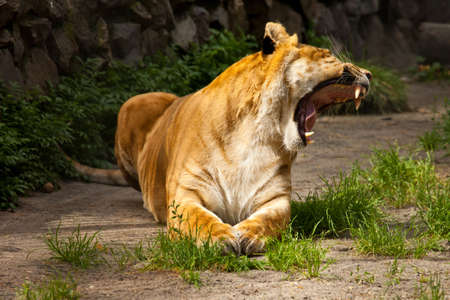 liger lying on ground and yawnの写真素材