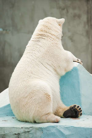 white bear sit on bottomの写真素材