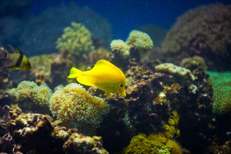 yellow fish on coral reefの写真素材