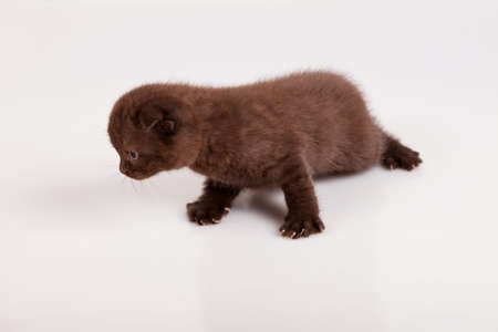small dark kitten on whiteの写真素材