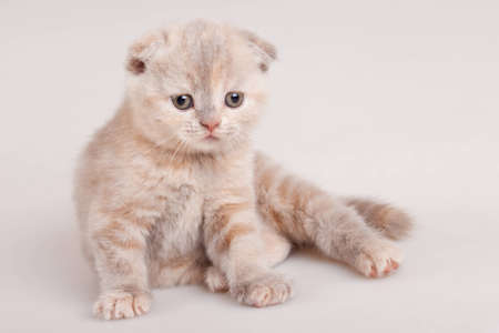 small grey kitten sit on whiteの写真素材