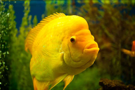 yellow fish on coral reefの写真素材
