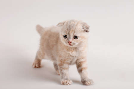 small gray kitten stands on whiteの写真素材