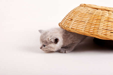 gray kitten is coming out from under the basketの写真素材