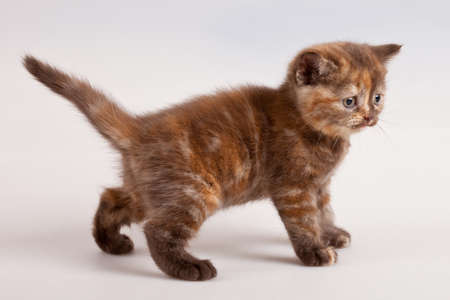 small dark striped kitten on whiteの写真素材