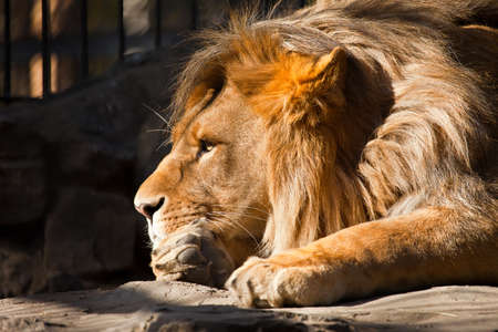 big pensive lion side portraitの写真素材