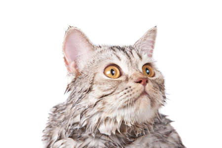 frighten wet cat isolated on whiteの写真素材