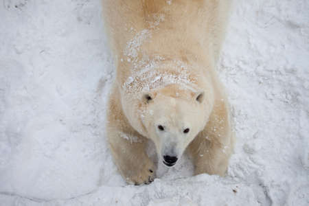 White bear lie on snowの写真素材