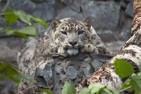 snow leopard lying on stones poretraitの写真素材