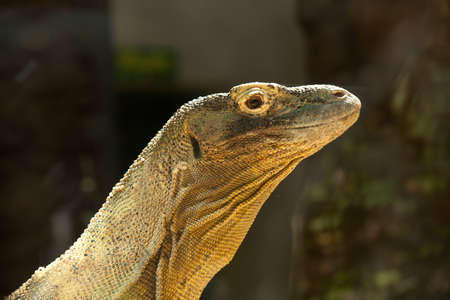 big lizard close up side portrait