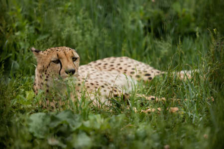 Cheetah lie and rest in grassの写真素材