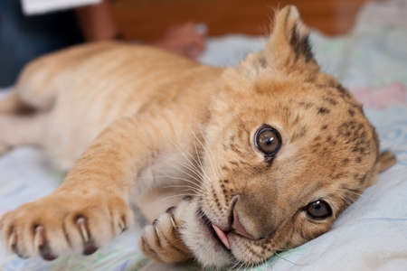 The world first hybrid of liger mother and lion father - Kiara in Novosibirsk zoo