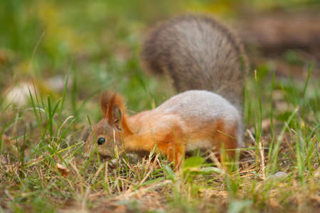 Red squirrel on grass