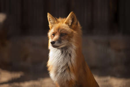 fox sitting on summer sun の写真素材