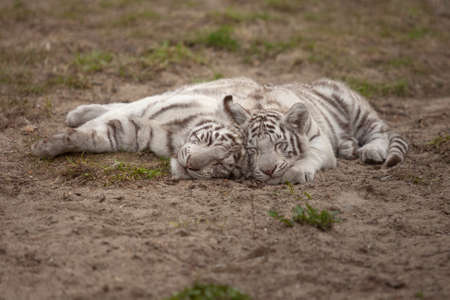 two small white tiger lying with each otherの写真素材