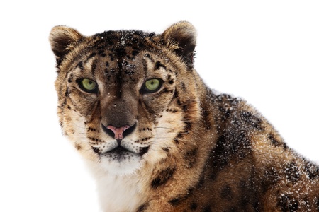 Snow leopard portrait isolatedの写真素材