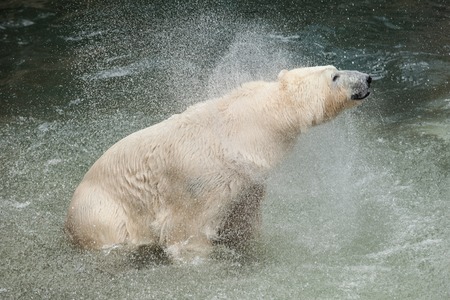 white bear play and splashing in waterの写真素材