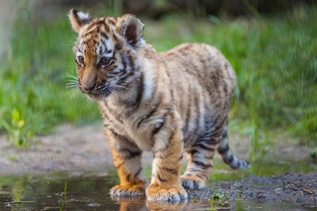 Small tiger cub stand in waterの写真素材
