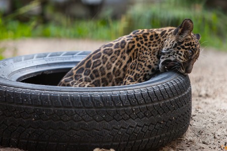 small leopard cub playing with tierの写真素材