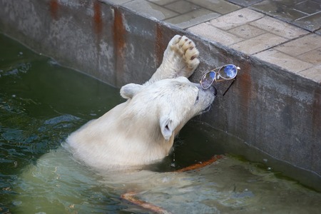 big white bear playing with sunglassの写真素材