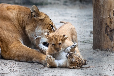 Small liger cub playing with his motherの写真素材