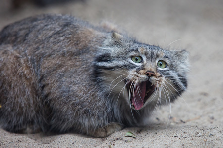 pallas's cat in middle of yawningの写真素材