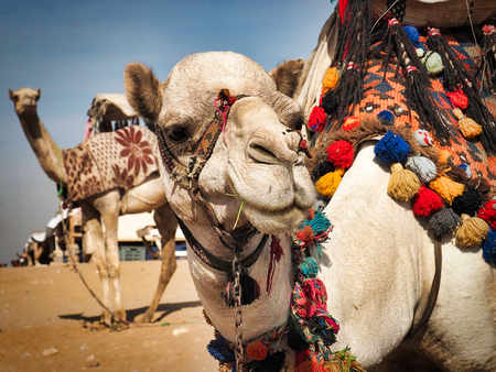 Inquisitive Camel awaits Ride at Giza Pyramids
