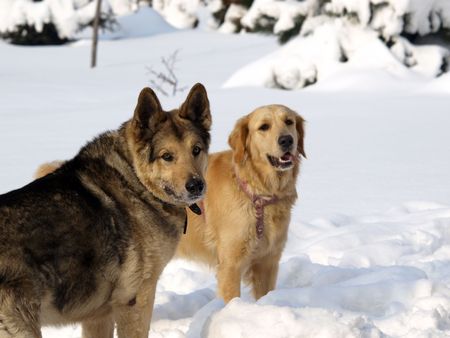 faithful friend         