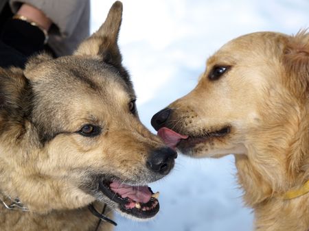  true love        