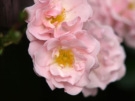 Pink Rose         の写真素材
