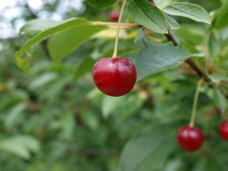 Cherry     の写真素材
