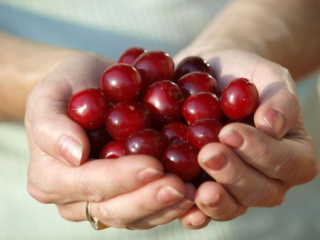 Some beautiful sweet cherry fruitの写真素材