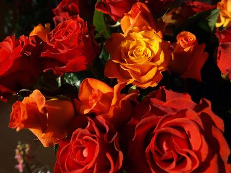 Rose- excellent work of the nature and the gardenerの写真素材