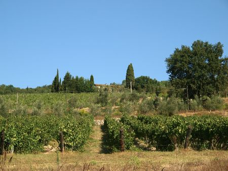 Vineyard in Chianti regionの写真素材