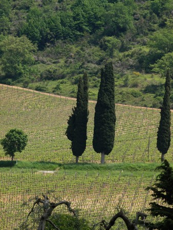Tuscan landscape with vineyards and cypressesの写真素材