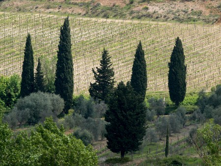 Tuscan landscape with vineyards and cypressesの写真素材
