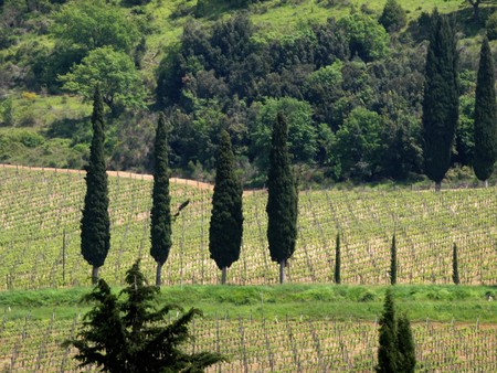 Tuscan landscape with vineyards and cypressesの写真素材