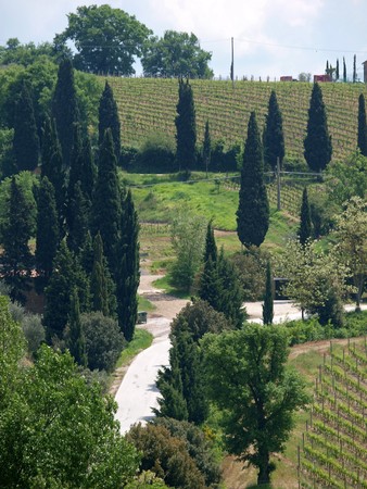Tuscan landscape with vineyards and cypressesの写真素材