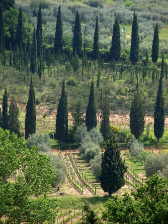 Tuscan landscape with vineyards and cypressesの写真素材
