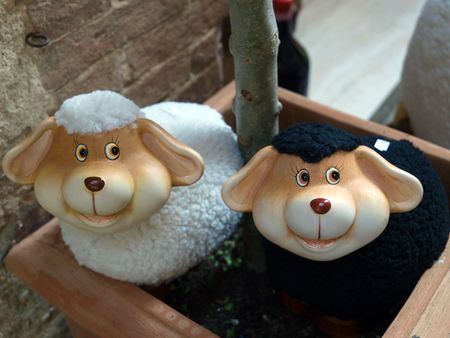 ovely mascots of sheep Pienza. Pienza is famous for its cheeseの写真素材