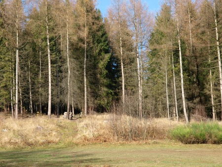 Forest gladeの写真素材