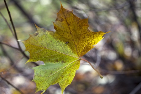Autumn Impressions - solitary leaf falling