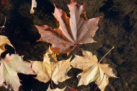 Colorful leaves lying in waterの写真素材