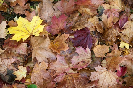 impression of leaves and autumn colors